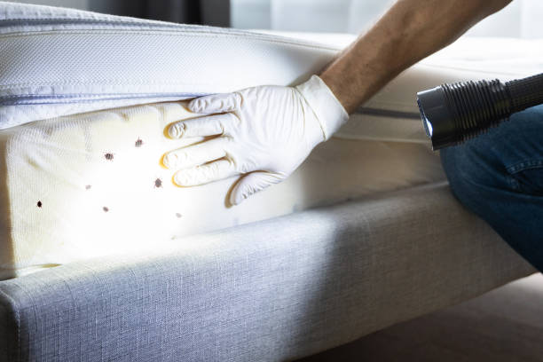 Wasp Removal Services in Bratenahl, OH
